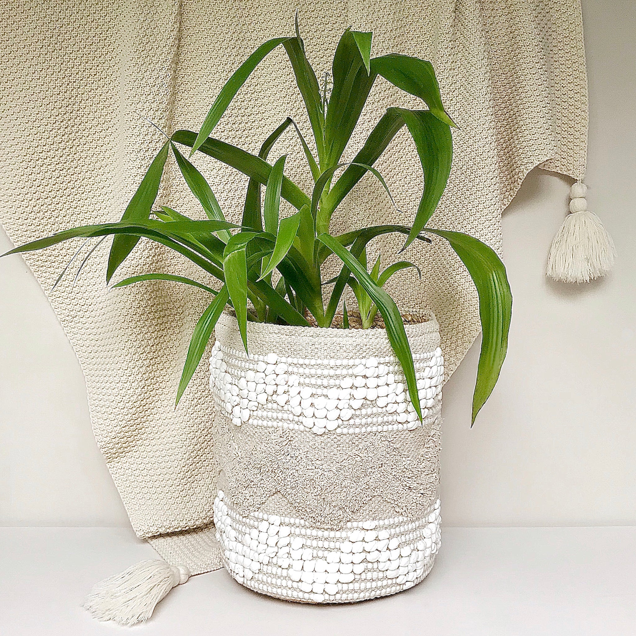 CATALINA PLANT BASKET