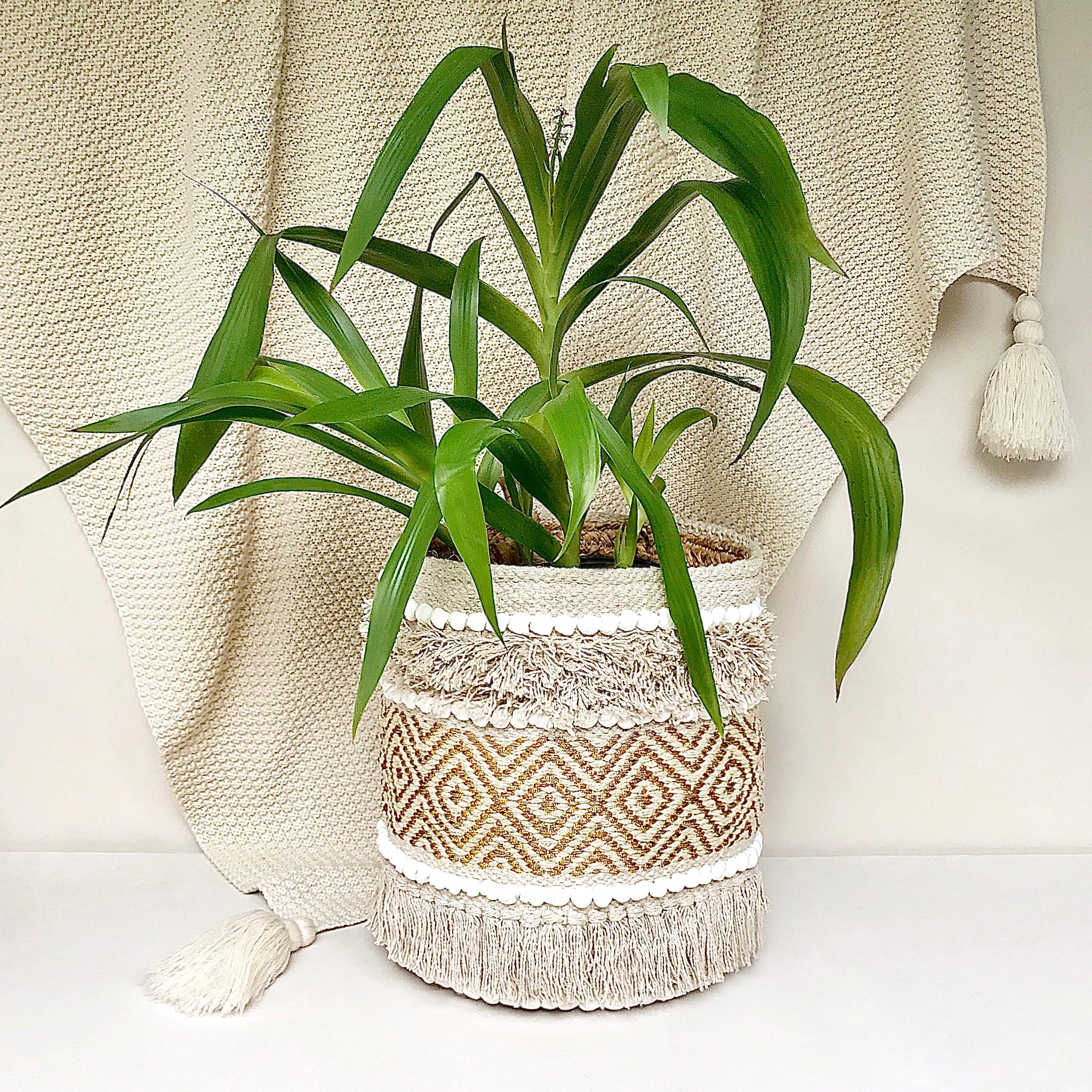 DULCE PLANT BASKET